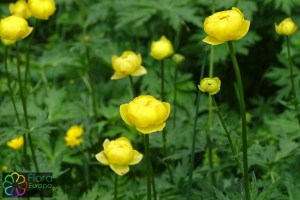 Europese trollius (4)